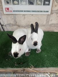 Conigli razza Californiano