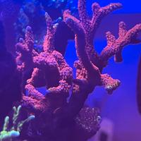 Montipora Bubble Gum