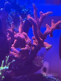 Montipora Bubble Gum