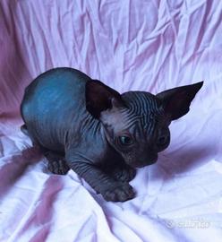 Sphynx cuccioli trasporto in tutta Italia 