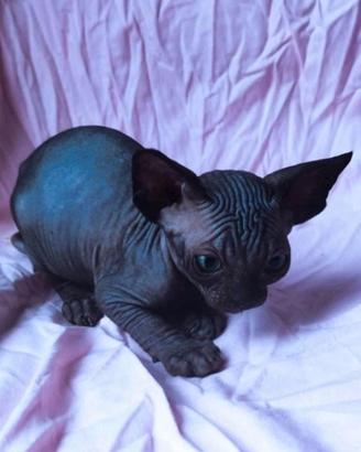 Sphynx cuccioli trasporto in tutta Italia 