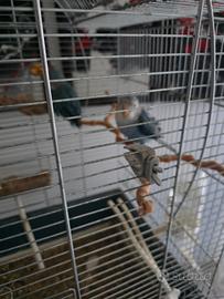 Animali