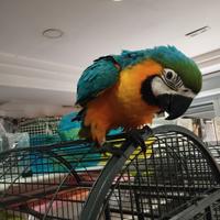 Ara arauna allevata a mano