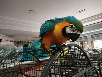 Ara arauna allevata a mano