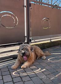 Cane pastore meticcio