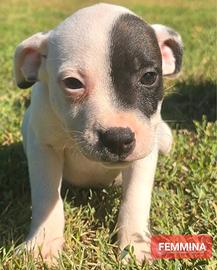 cuccioli staffordshire Bull Terrier 