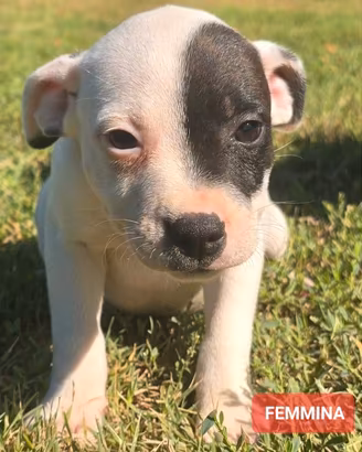 cuccioli staffordshire Bull Terrier 