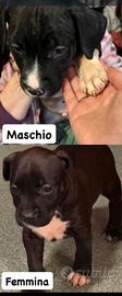 Cuccioli di pitbull e amstaff