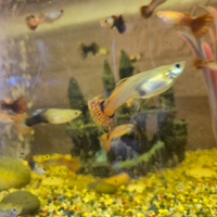 Guppy