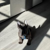 Bulldog francese esotico