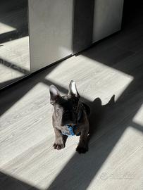 Bulldog francese esotico