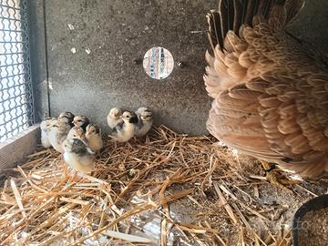 Chiocce con pulcini razza nana e nostrana