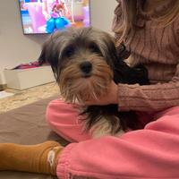 Morkie sei mesi Yorkshire e maltese