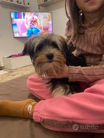 Morkie sei mesi Yorkshire e maltese