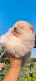 Spitz tedesco nano o Pomerania 