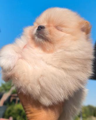 Spitz tedesco nano o Pomerania 