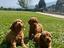 Immagine 4