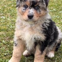 Cucciolo pastore australiano