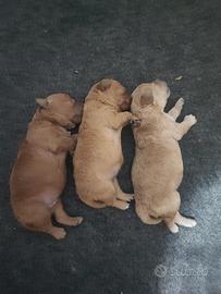 Cuccioli di barboncino