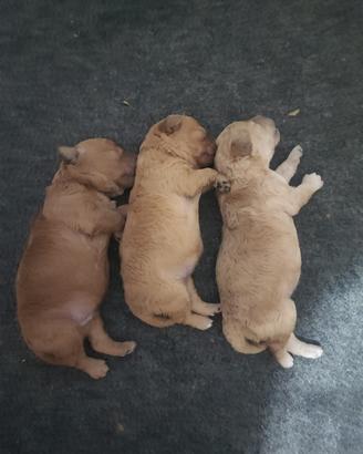 Cuccioli di barboncino
