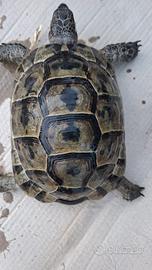 Testudo hra4che anatolian