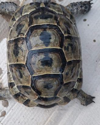 Testudo hra4che anatolian