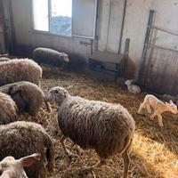 Pecore incrocio Romanov