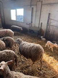 Pecore incrocio Romanov