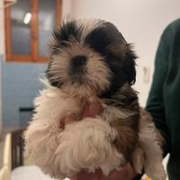 Cuccioli 60 giorni shih-tzu