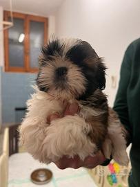 Cuccioli 60 giorni shih-tzu
