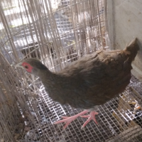 Fagiani ornamentali femmine