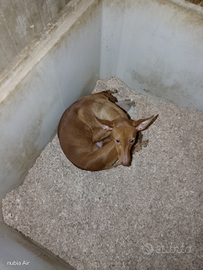 Cuccioli cirneco del Etna
