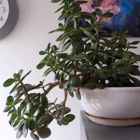 Crassula Ovata ciotola ceramica 