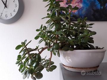Crassula Ovata ciotola ceramica 