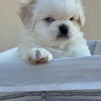 Cuccioli pechinese disponibili