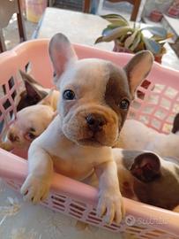 Buldog Francese