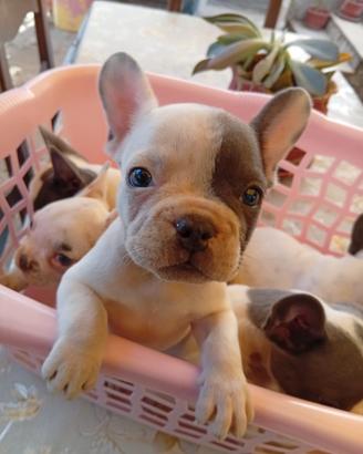Buldog Francese