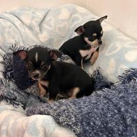 Cuccioli di Chihuahua toys