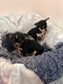 Cuccioli di Chihuahua toys