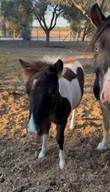 Pony Puledra