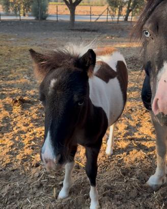Pony Puledra