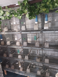 Batteria allevamento