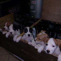 Cuccioli amstaff incrocio staffordshire bul terier