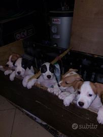 Cuccioli amstaff incrocio staffordshire bul terier