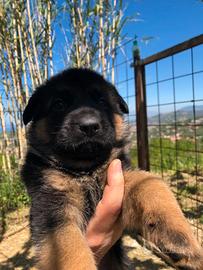 Cuccioli di Pastore Tedesco