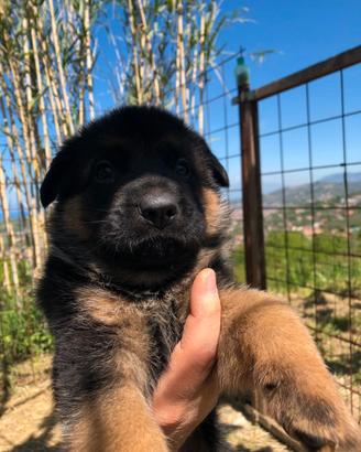Cuccioli di Pastore Tedesco