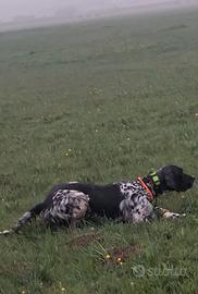 Setter Inglese 12 mesi