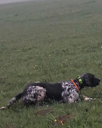 Setter Inglese 12 mesi