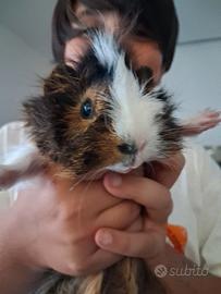 Cavia peruviana