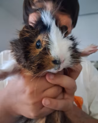 Cavia peruviana